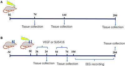 VEGF Modulates Neurogenesis and Microvascular Remodeling in Epileptogenesis After Status Epilepticus in Immature Rats